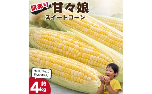 訳あり とうもろこし 甘々娘 4kg 20本 小ぶり Sサイズ 規格外 サイズ混合 《 2026年6月発送 》 スイートコーン かんかん娘 冷蔵 コーン 野菜 やさい 新鮮 サラダ 茹でとうもろこし 焼きもろこし 天ぷら スープ かんかんむすめ カンカン娘 BBQ 焼き肉 アウトドア キャンプ 特産品 産地直送 徳島県 吉野川市
