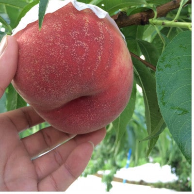 【キレのある甘酸バランス 加納岩白桃】本場山梨品種指定キャンペーン約1kg　2026年6月下旬発送【配送不可地域：離島・北海道・沖縄県・中国・四国・九州】