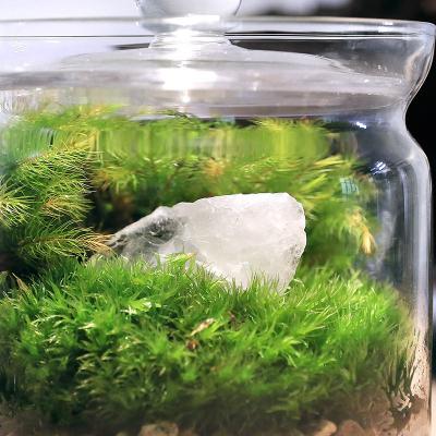 ふるさと納税 邑楽町 苔テラリウム 鉱石 クォーツ(水晶)ガラスポットS 説明書付|09_chm-bm0101 |  | 01