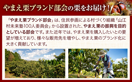 GI認証登録 山江村の やまえ栗 生栗 3kg 品種 利平 やまえ栗ブランド部会 有限会社やまえ堂《9月下旬-10月中旬頃出荷》熊本県 球磨郡 山江村 栗 くり フルーツ 熊本県産 果物 早期 予約｜