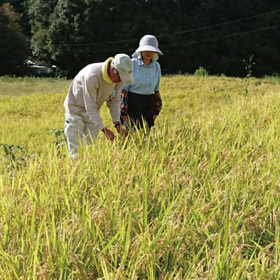 ふるさと納税 四万十市 【令和7年産】沢のしずく(無洗米:ヒノヒカリ)5kg |  | 02