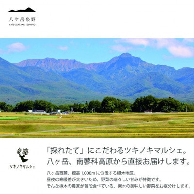 [八ヶ岳泉野]クレイジースウィートコーン　 15本詰込み【配送不可地域：離島・北海道・沖縄県】