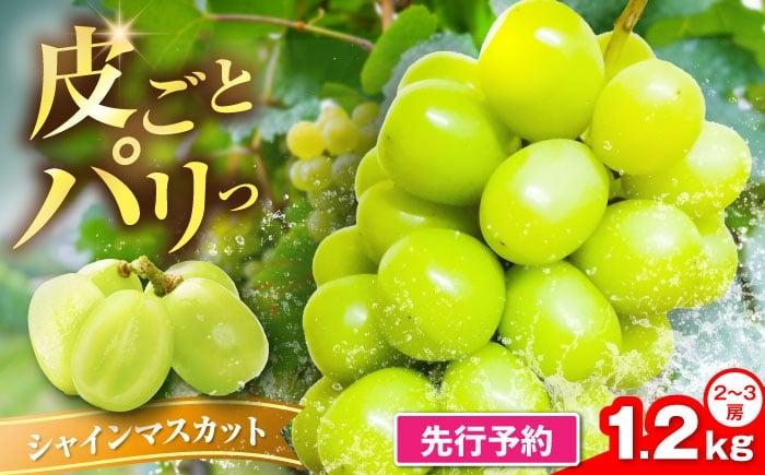 
            【2026年8月中旬より順次発送】新鮮シャインマスカット 1.2kg （2～3房）《豊前》 【トヨマエフルーツ】 [VEL001] 果物 フルーツ マスカット ぶどう ブドウ 葡萄 秀品 甘い
          