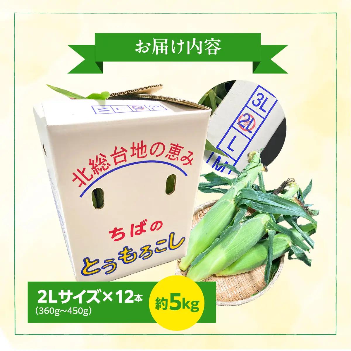 【先行予約・2027年６月下旬～発送】千葉県山武市産　ホワイトトウモロコシ　２Lサイズ12本入り 約５㎏   SMDB001
