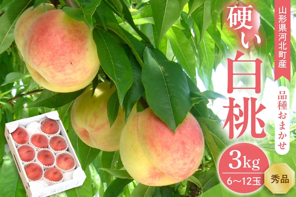 【令和8年産】硬い白桃 3kg(6～12玉前後) ギフト用 品種おまかせ 山形県河北町産【山形eLab】 ka074-016-r8
