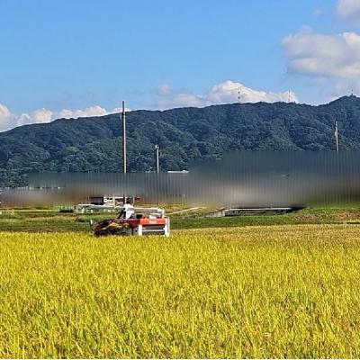 ふるさと納税 松前町 【2026年10月から順次発送予定】 米 ヒノヒカリ 精米 10kg 未検査米 【HSH001】