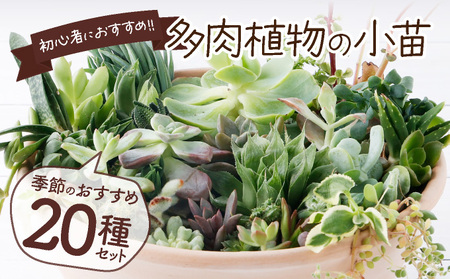 多肉植物の小苗20本（種類）セット