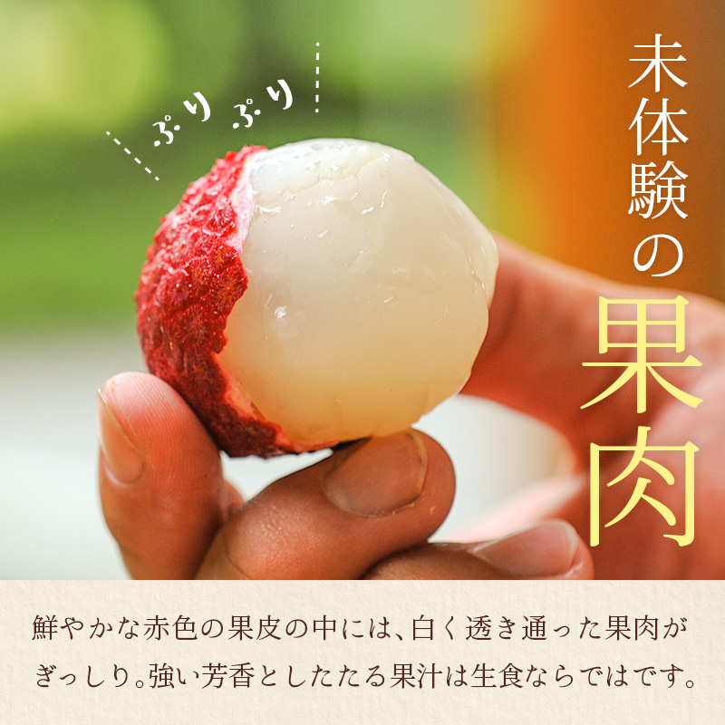 宮崎県産 生ライチ「至高の紅玉」計600g ≪2026年6月下旬～発送≫ 人気 国産 希少 果物 旬 ギフト プレゼント【C453】_イメージ3
