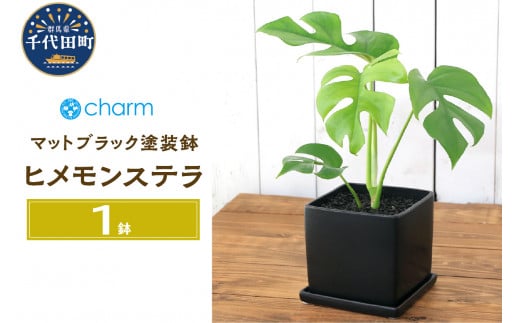 
観葉植物 ヒメモンステラ 陶器鉢植え マットブラック塗装鉢（１鉢）受け皿付き 溶岩砂 インテリア おしゃれ 幸運 縁起 北海道冬季発送不可 群馬県 千代田町 インテリア ナチュラル 自然 プレゼント ギフト 贈答用 送料無料 趣味 風水 緑 人気 オススメ 初心者 玄関 自家栽培 株式会社チャーム
