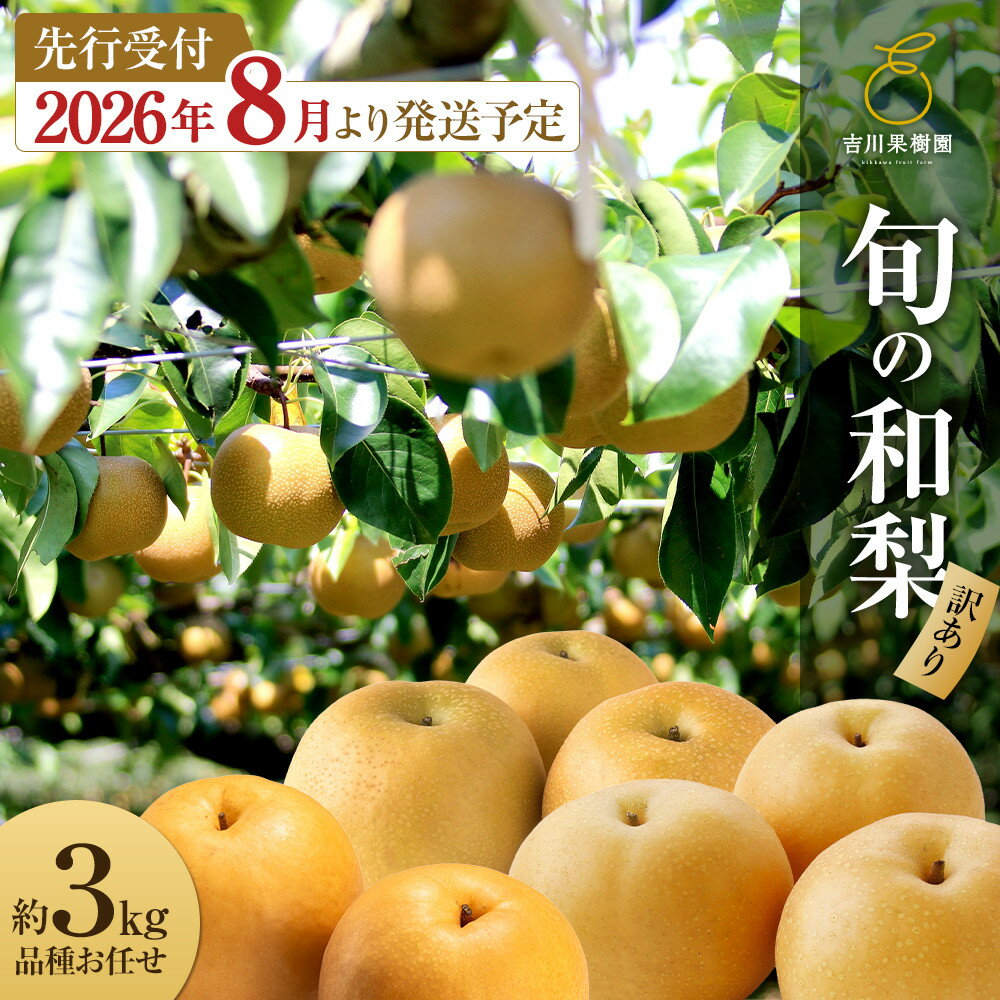 【ふるさと納税】【先行予約（2026年発送分）】【訳あり】 梨 和梨 約3kg なし ナシ フルーツ 果物 くだもの わなし 和梨 食品 おいしい 美味しい 甘い 送料無料 国産 宮城県産 吉川果樹園 おすすめ 人気 | フルーツ 果物 くだもの 食品 人気 おすすめ 送料無料