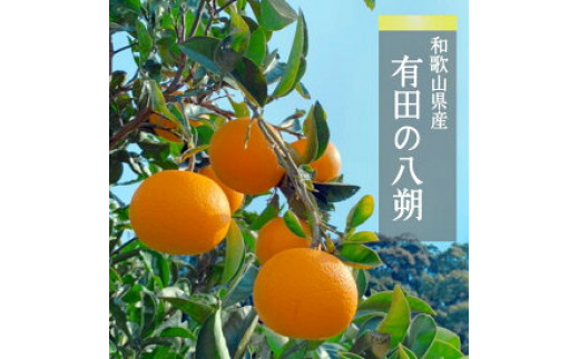 
ZE6151n_和歌山県産 有田の 八朔 (はっさく) 10kg (S～Mサイズ混合)【まごころ手選別】
