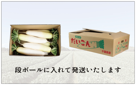 大根 8本 銚子産 【11月~6月上旬頃発送】