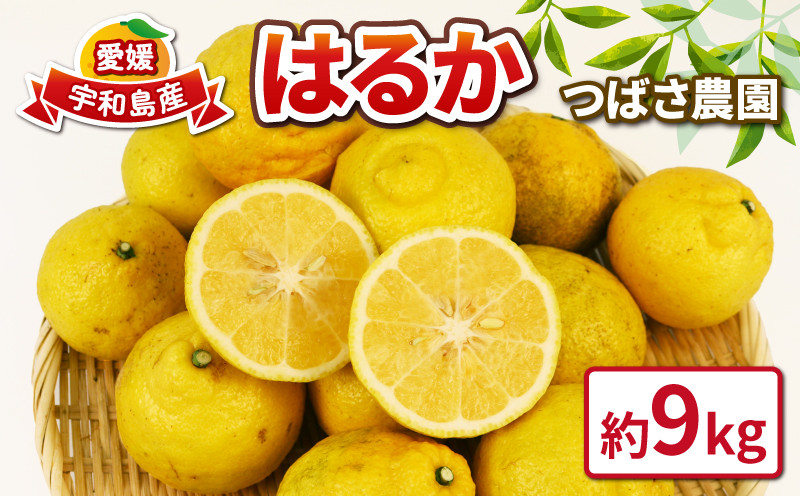 
先行予約 はるか 9kg 愛媛みかん つばさ農園 家庭用 果物 くだもの フルーツ 柑橘 みかん 愛媛蜜柑 愛媛県産 mikan 蜜柑 柑橘 家庭用 農家直送 産地直送 数量限定 国産 愛媛 宇和島 B010-048002
