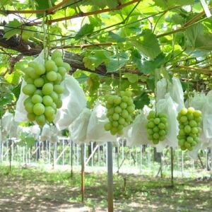 先行予約 シャインマスカット 600g×2房 [2024年発送予定] 新潟県産 種なし ぶどう マスカット [JAえちご中越]【017S043】