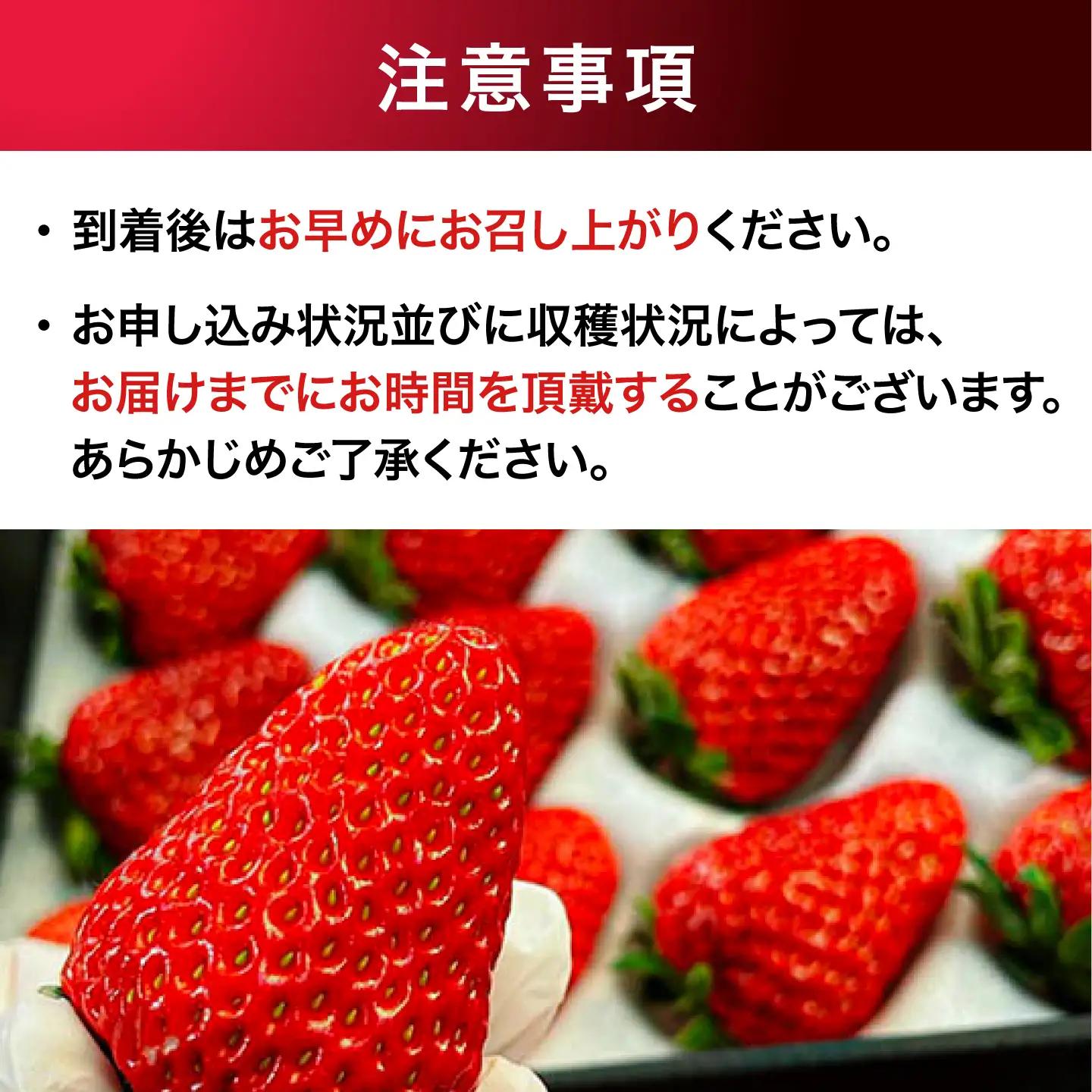 いちご いちご 12粒（1箱）[AGAR026]