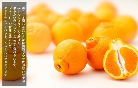 不知火 とにかく 小玉 箱込 2.5kg (内容量約 2.3kg) 秀優品混合 和歌山県産 産地直送［みかんの会］