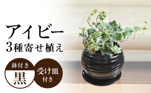 観葉植物 アイビー ヘデラ 3種 寄せ植え ボール形 陶器 鉢植え （黒）  インテリア ギフト / 観葉 植物 インテリア おしゃれ / 大村市 /琴花園[ACYK030]