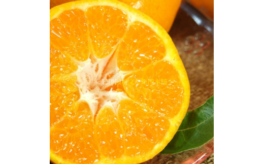 はるみ 約3kg/サイズおまかせ　※2026年1月下旬～2026年3月中旬頃に順次発送(お届け日指定不可)　紀伊国屋文左衛門本舗　【kstb461B】