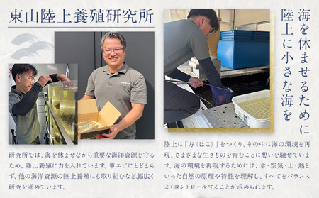 陸上養殖 車エビ 東山陸上養殖研究所 大サイズ（木箱入り） 約200g （5~10尾）《冬発送（12月上旬～1月中旬頃出荷）》岡山県 笠岡市 送料無料 えび 海老 車えび 車海老 海産物 魚 刺身 天