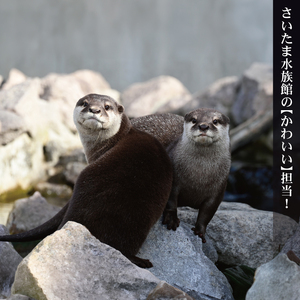 さいたま水族館 年間パスポート 引換券 小人 観光 魚 お出かけ 水族館 埼玉県 羽生市