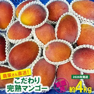 【2026年発送先行予約】こだわりのアップルマンゴー　家庭用4kg　ふるいっと 数量限定 名護市 沖縄 フルーツ くだもの 果物 南国 スイーツ デザート 人気 おすすめ ギフト プレゼント 期間限定 おきなわ アップルマンゴー 家庭用 贈り物 大自然 お取り寄せ