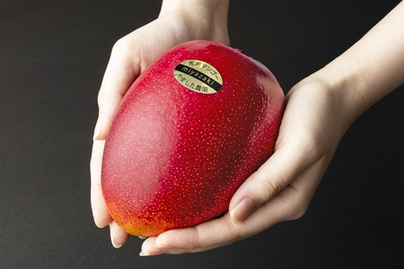 KU471 【先行予約】希少特大宮崎完熟マンゴー(4L×1玉入）一般用・美品　濃厚な甘さと酸味のバランスが絶妙な完熟マンゴー！ 【やました農園】