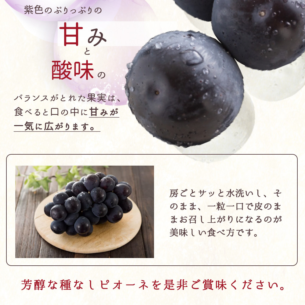 G7308_【2026年先行予約】紀州和歌山産ピオーネ 約2kg_イメージ5