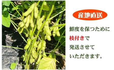 ＜9月中旬よりお届け＞枝付き枝豆 「たまふくら」約3kg 北海道壮瞥町産　SBTM007