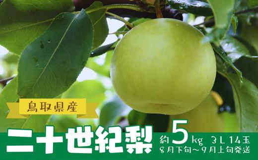 【先行予約】鳥取県産 二十世紀梨 約５㎏ ３L 14玉 (AD1-8)