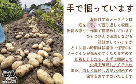《早期予約・8月出荷予定》新鮮！ほりたて！「江差産メークイン5kg M・L混合」しっとりほくほく　甘い　北海道のメークイン　北海道産じゃがいも　じゃがバター　肉じゃが　カレー　シチュー　いもの塩煮