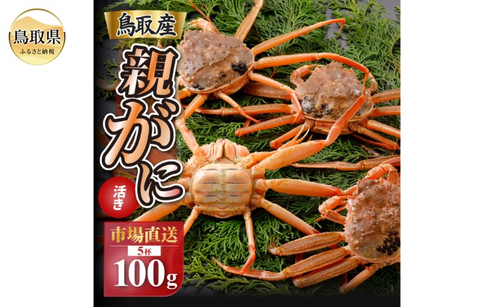 
                  【2026年11月発送】鳥取県産　特撰　親がに　姿【セコガニ】（なま）【訳あり】100g　5杯【期間限定】_T2600600 
                