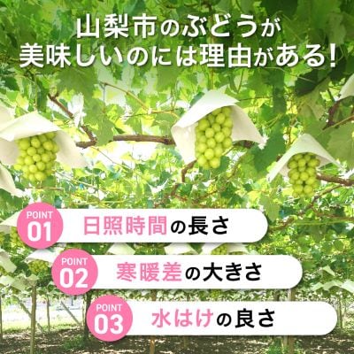 シャインマスカット 約1kg (1～2房) 農園直送 ! シャインマスカット【配送不可地域：離島・沖縄県】