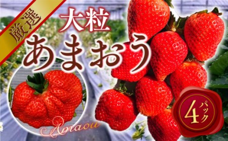 厳選大粒あまおう(4パック)　先行予約 ※2025年2月上旬～4月上旬にかけて順次出荷予定　MY009