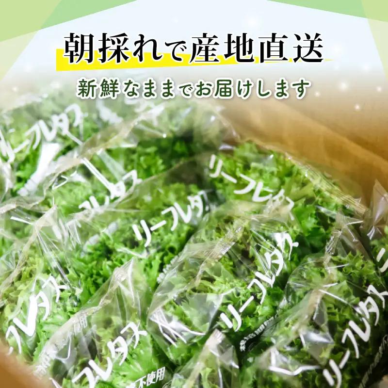 レタス 1.5kg リーフレタス 高知産 フリルレタス