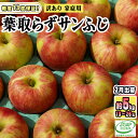 【ふるさと納税】2月発送【糖度保証】家庭用 葉取らず サンふじ 約5kg【訳あり】【鶴翔りんごGAP部会 青森県産 津軽産 リンゴ 林檎】　 果物 フルーツ デザート 食後 甘味 酸味 食感 果汁たっぷり 青森りんご 国産 　お届け：2025年2月1日～2025年2月28日