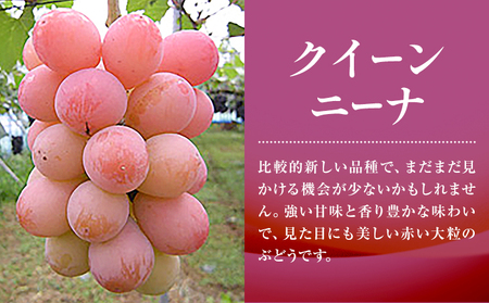 特選 大粒 ぶどう 2種 セット 約1.2kg ( 2房 ) シャインマスカット ＋ ピオーネ or クイーンニーナ 株式会社日本植生グループ本社 NISSHOKU FARM《9月下旬-12月末頃出荷