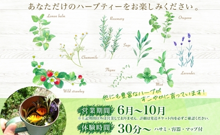 北海道 摘みたて ハーブティー 作り 体験 2枚 ハーブ ティー お茶 紅茶 フレッシュ オリジナル ハーブ畑 天然 リラックス 癒し リラクゼーション ハーバルランチ 送料無料 洞爺湖 