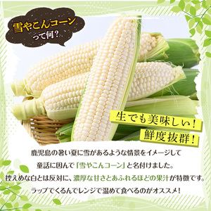 ＜先行予約受付中！2025年6月中旬以降順次発送予定＞白いとうもろこし「雪やこんコーン」(16本) 国産 トウモロコシ 玉蜀黍 ホワイト コーン 野菜 糖度 夏 イネ科 数量限定 期間限定【うとさんち