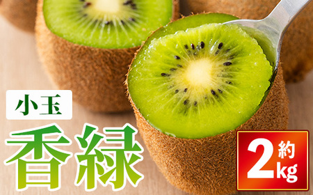 ＜期間限定！2025年11月下旬以降順次発送予定＞香川県産 香緑キウイ(約2kg/小玉) 国産 果物 キウイフルーツ 産地直送 新登場 【man354】【Aglio nero】