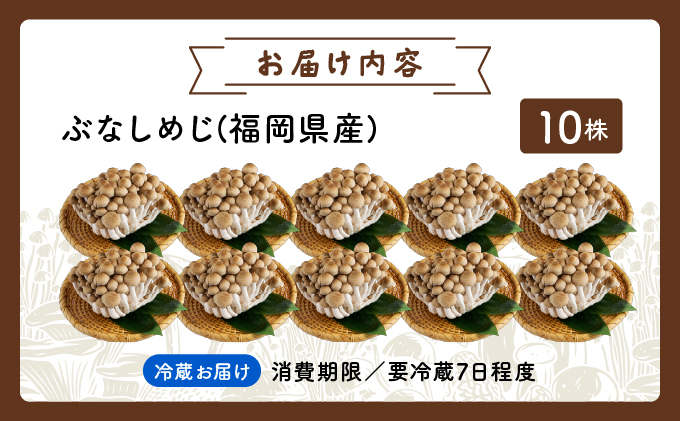 もぎたて新鮮！ぶなしめじ10株セット AT22