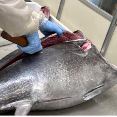 ふるさと納税 青森県 青森産天然本マグロ 大トロ・中トロ・たたき3種セット |  | 01