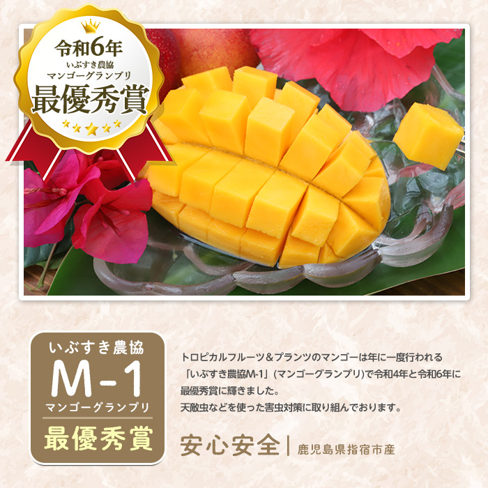 【2026年 発送 先行予約】【訳あり】鹿児島県いぶすき産 温泉完熟マンゴー約1kg(T&P/IB057-001) マンゴー フルーツ 果物 旬 夏 指宿 いぶすき 鹿児島  完熟  グルメ 南国 南