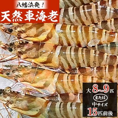 ふるさと納税 八幡浜市 八幡浜発!竹中水産の『天然車海老大or中サイズ』やっぱり違う天然! 【H22-224】