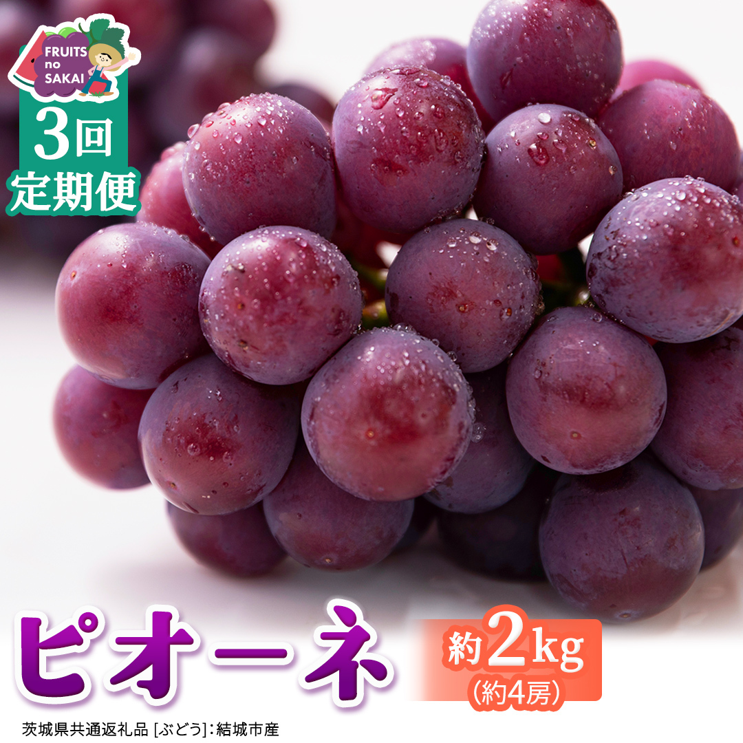 【定期便】3か月連続でお届け！ピオーネ 約2kg （約4房）【2026年8月より発送開始】（茨城県共通返礼品 [ぶどう]：結城市産） ぶどう ブドウ 葡萄 ピオーネ高級 国産 黒ぶどう 旬 お取り寄せ