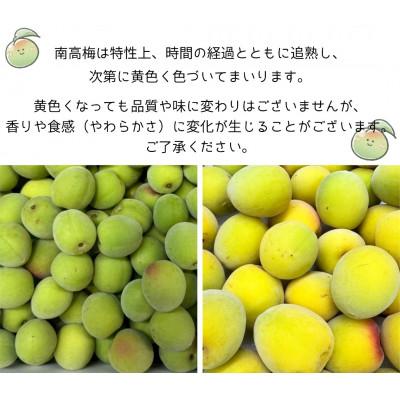 ふるさと納税 有田川町 和歌山県産　南高梅  3kg【青梅】 |  | 01