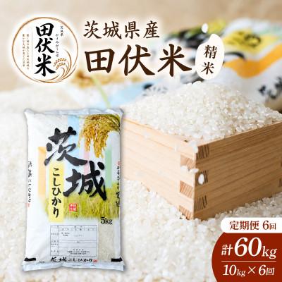 ふるさと納税 かすみがうら市 【毎月定期便】新米 田伏米のコシヒカリ 精米 10kg全6回 こしひかり 米 茨城県かすみがうら市産