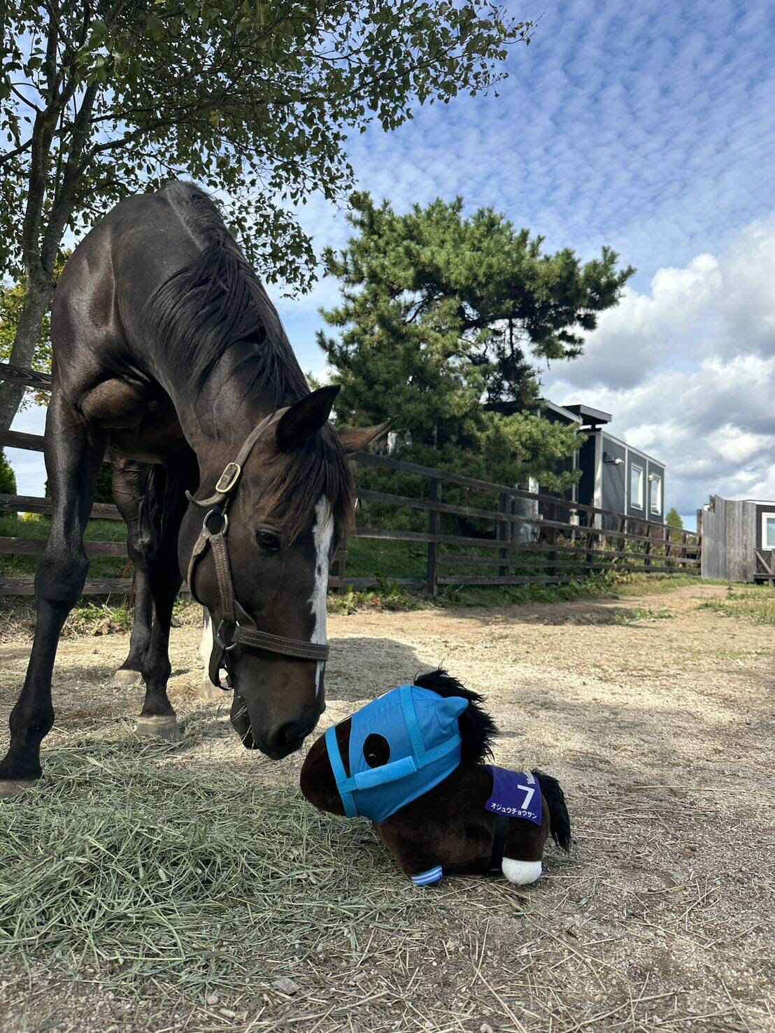 【ふるさと納税】【オジュウチョウサン】特大ぬいぐるみ　絶対王者バージョン【 ふるさと納税 人気 おすすめ ランキング 馬 競馬 競走馬 オジュウチョウサン 北海道 平取町 送料無料】 BRTV007
