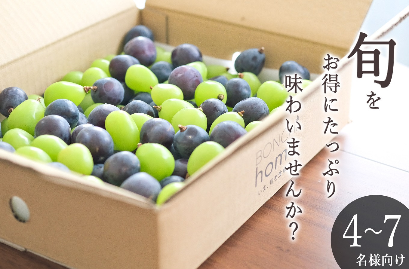 
            甲州市産 たっぷり粒詰めブドウMIX（シャインマスカット×ピオーネ）約2kg 自然農法【2025年発送】（BNC）D-175【シャインマスカット ピオーネ ぶどう 葡萄 ブドウ 令和7年発送 期間限定 山梨県産 甲州市 フルーツ 果物】
          