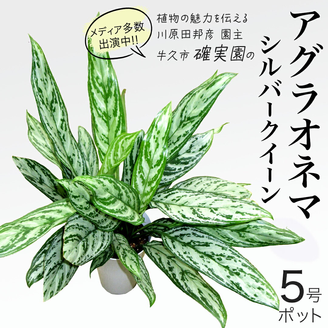【ふるさと納税】アグラオネマ シルバークイーン 5号ポット 1点 家庭 で 園芸 鉢植え 苗 庭木 果樹 ガーデニング 植物 確実園