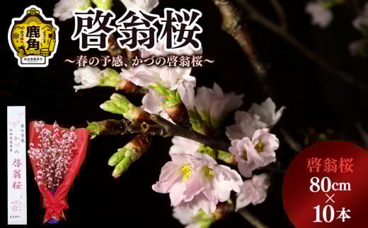 《 先行予約 》啓翁桜（80cm×10本）【さとう農園】●2025年12月下旬発送開始  生花 花 インテリア 常温 春 冬 花見 お正月 結婚 卒園 卒業 プレゼント お土産 母の日 贈り物 贈答用 家庭用 グルメ ギフト 故郷 秋田 あきた 鹿角市 鹿角 送料無料 